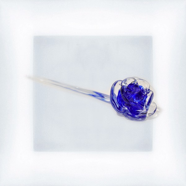 Rose "bleu "