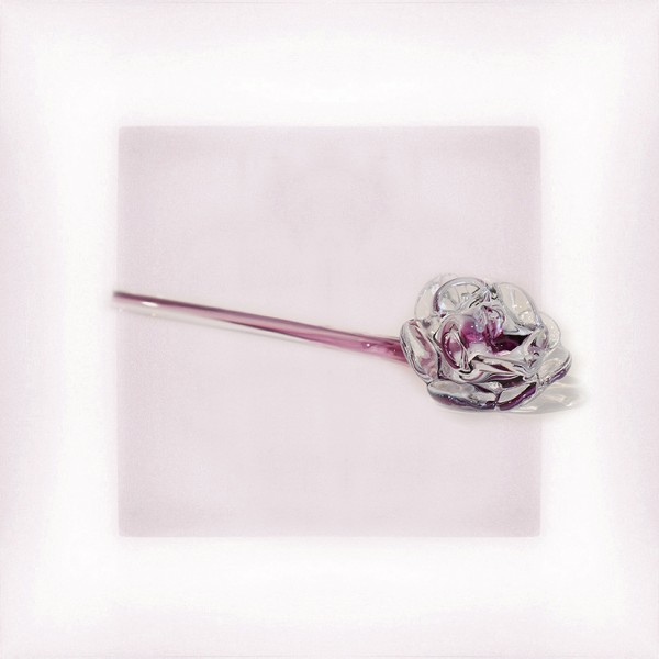 Rose "violet et blanc"